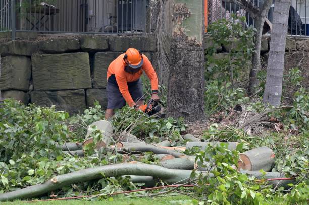 Best Stump Grinding and Removal  in Overland Park, KS