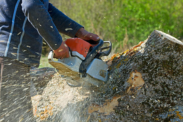 Professional  Tree Services in Overland Park, KS